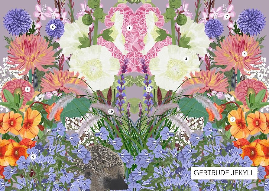 En illustration över blommorna som är med i kompositionen inspirerad av Gertrude Jekyll