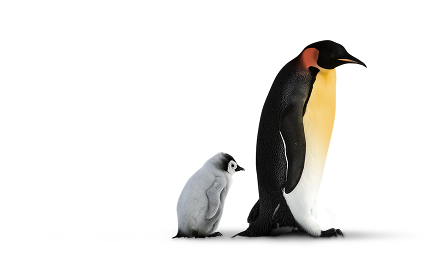 En vuxen pingvin har följe av en pingvinunge.