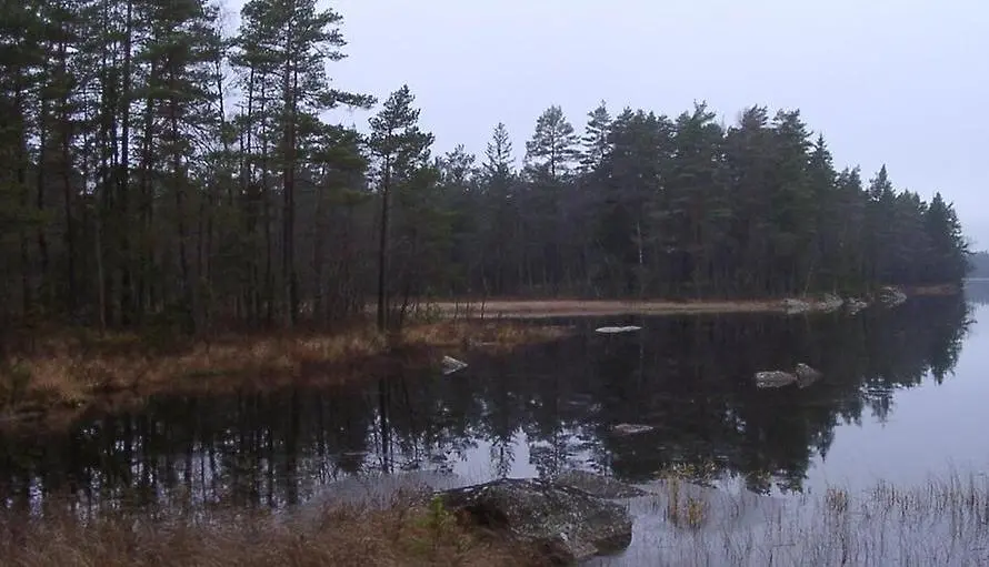 Tallskog i höstskrud invid en sjö.