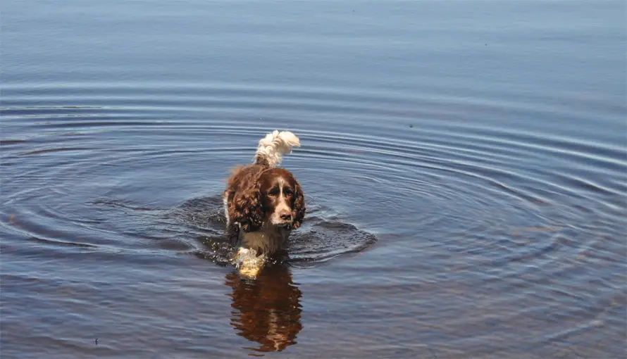 Hund som går i vattnet.