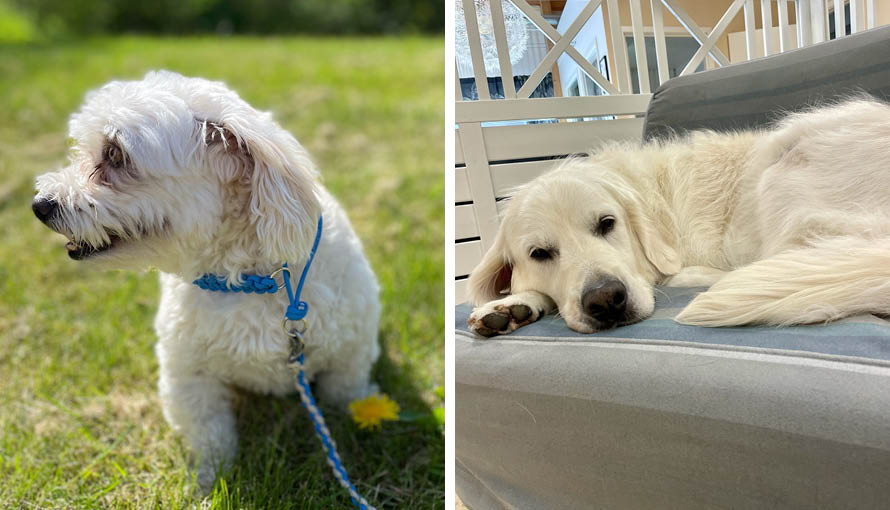 En hund i koppel sitter på en gräsmatta, en annan hund ligger och vilar i en soffa.