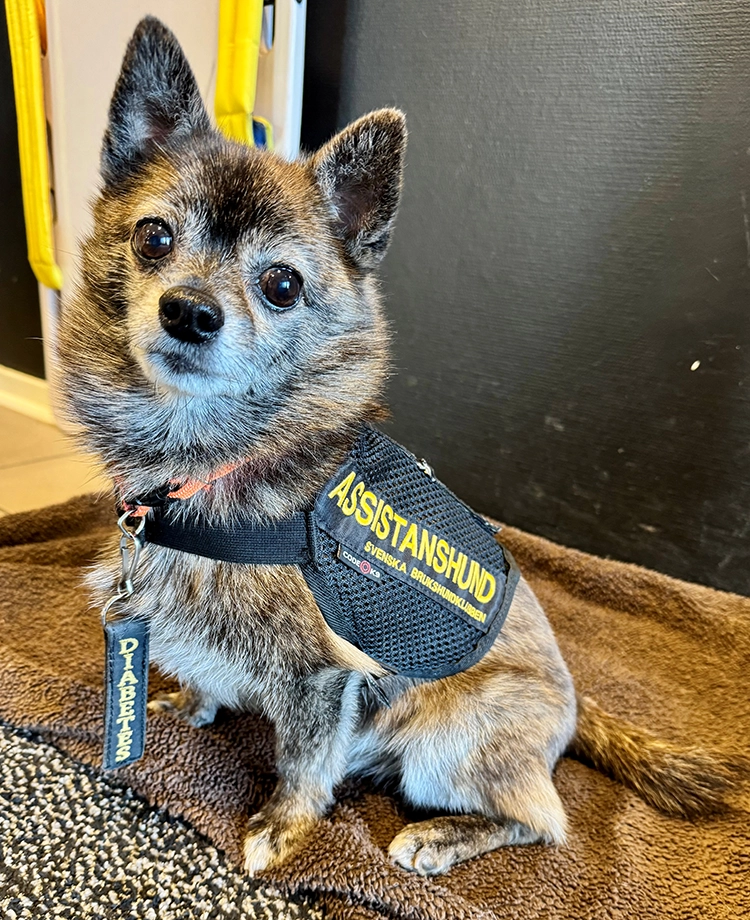 Chihuahuan Rambo är med tjänstetäcke på sig som visar att han är en assistanshund