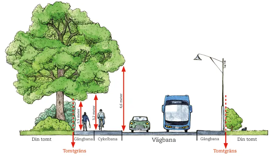 Illustration över mått för träd och buskar