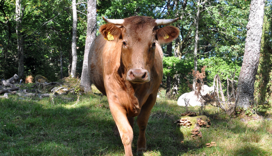 Foto på ko längs Hestra IF´s röda vandringsled