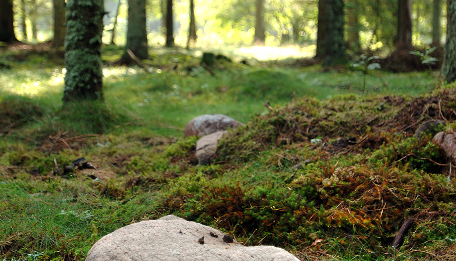En sten i en skog med mossa
