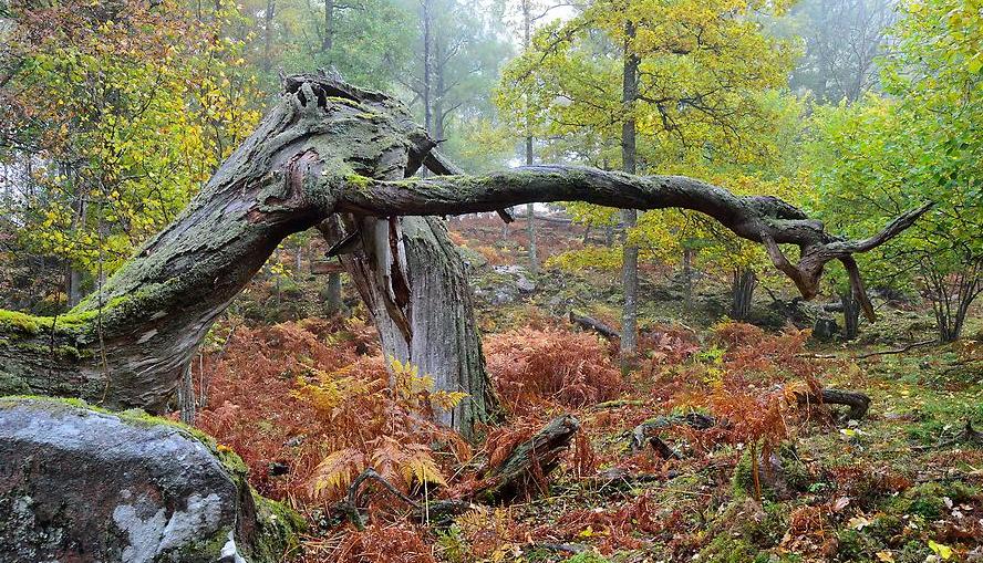 Knotigt äldre träd i ett höstlandskap.