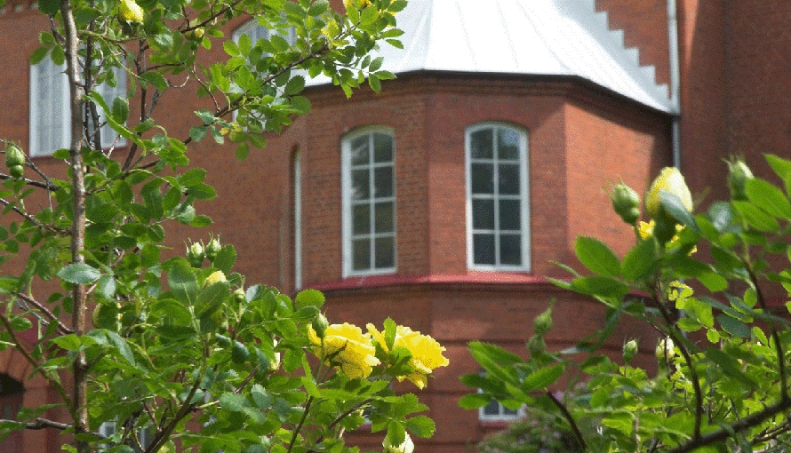 Rosenbuskar med en del av Bäckängsgymnasiet i bakgrunden.