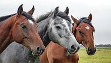 Tre hästar på en äng