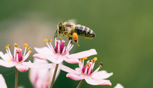 Ett bi i en blomma