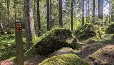 Ett träskylt med en vandrande person och en pil åt höger. Mossbeklädda stenar och tallträd syns i skogen.